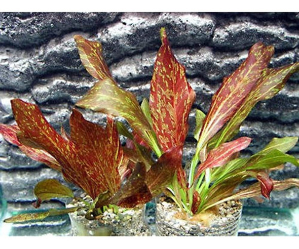 Espada De Llama Roja En Maceta  Planta De Acuario De Princip 1 Espada De Llama Roja En Maceta  Planta De Acuario De Princip 1