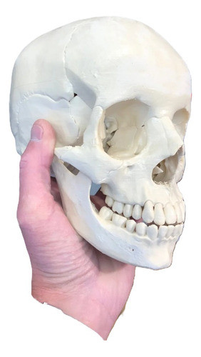 Cráneo Anatómico 3d - Anatomía 0