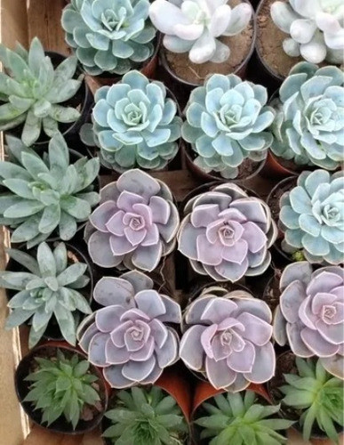 Suculentas - Crasas Echeverias X Mayor 20 Unidades 1