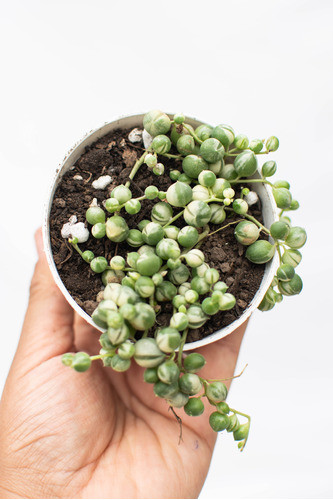 Senecio Rowleyanus Rosario Variegado Suculenta Colección N°8 1