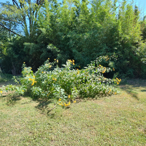 Alcachofas De Jerusalén Tupinombur 1