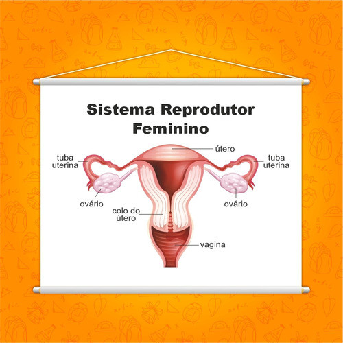 Sistema Reprodutor Feminino Banner Escolar 130x100cm 1