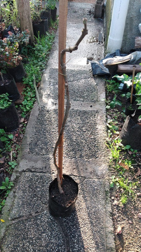 Planta De Kiwi Macho O Hembra De 1.20mt Aprox Buena Calidad 0