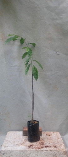 Plantines De Biriba 1