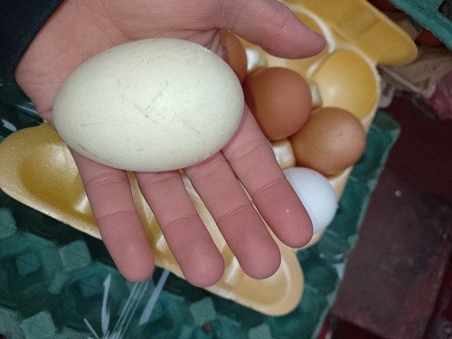 60 Huevosxg De Campo,yema Naranja Oscura. Envío Sincargocaba 1