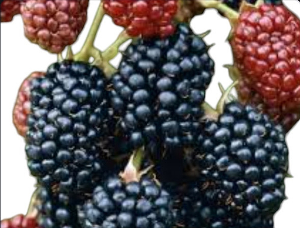 Plantas Frutales De Blackberry Jumbo, Comestible. 0