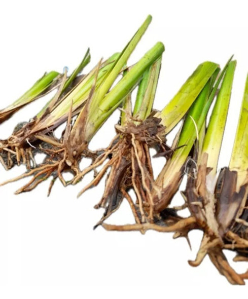 50 Plantines A Raiz Desnuda Vetiver Chrisopogon Zizanioides 0 50 Plantines A Raiz Desnuda Vetiver Chrisopogon Zizanioides 0