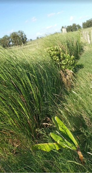 50 Plantines A Raiz Desnuda Vetiver Chrisopogon Zizanioides 1 50 Plantines A Raiz Desnuda Vetiver Chrisopogon Zizanioides 1