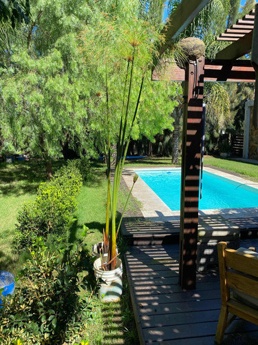 Papiro Egipcio. En Maceta. Altura 2mts 0