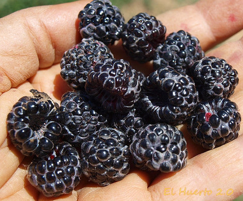 Frambuesa Negra Asiática 1