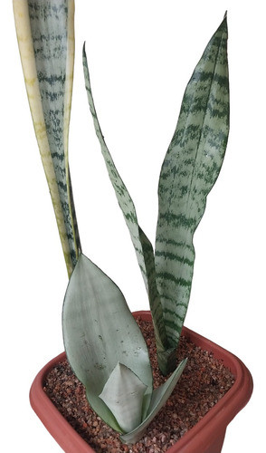 Plantas De Espada San Jorge (3 Variedades) Con Maceta 0