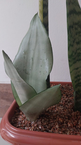 Plantas De Espada San Jorge (3 Variedades) Con Maceta 1