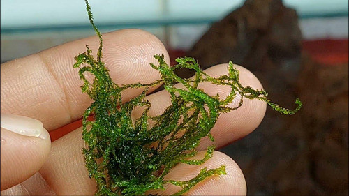 Musgo Flame Plantas De Acurio 1