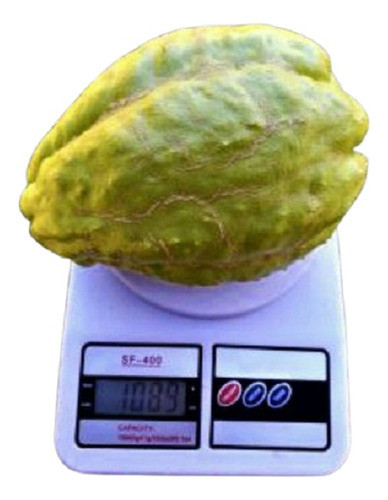 Vivero Cielo Verde Orgánico  Chayote Sechium Edule P/plantar 0