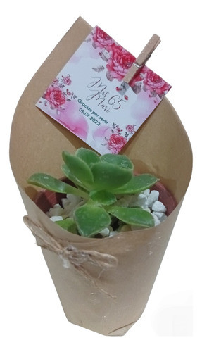 60 Mini Cactus Suculentas Plantitas N6 Eventos Isiflor 1