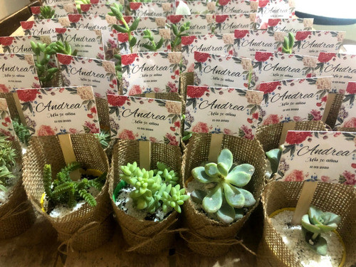 Suculentas  Souvenirs Regalos Maceta,70 Unidades C/cartel 1