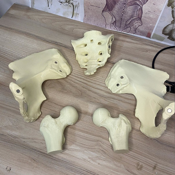 Pelvis Femenina Tamaño Real Con Imanes 3d 1