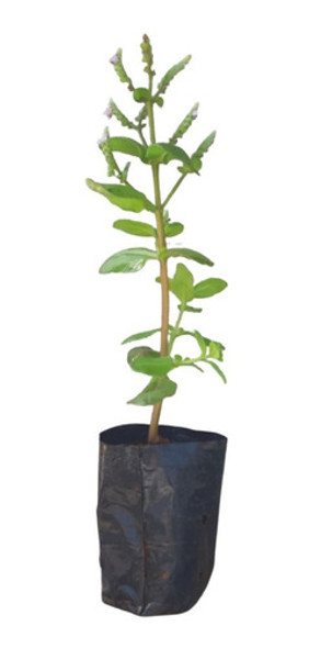 Kit - 17 Mudas Plantas Medicinais Hortaliças Temperos Pancs 0