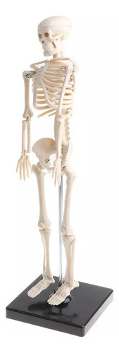 Modelo Real De Brinquedo De Anatomia Do Corpo Humano Smart L 0