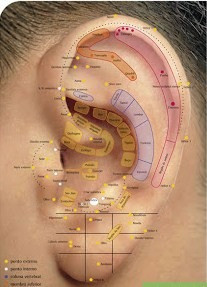 Mejore Su Salud Con Auriculoterapia 1