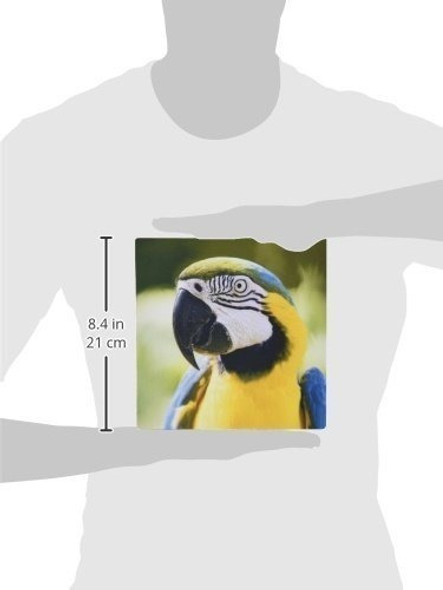 3drose Llc 8 x 8 x 0.25 inches Mouse Pad, Parrot (mp _ _ 1