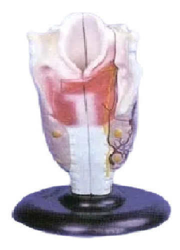 Garganta, Material Didactico Para Enseñanza, 7035 0