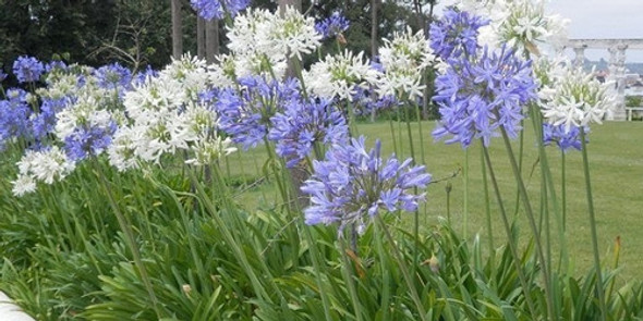 Agapantos. Vivero Sol 1 Agapantos. Vivero Sol 1