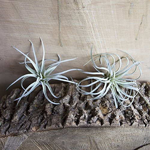 Plantas De Aire Chive Faux Artificial Fake Tillandsia Bromel 1
