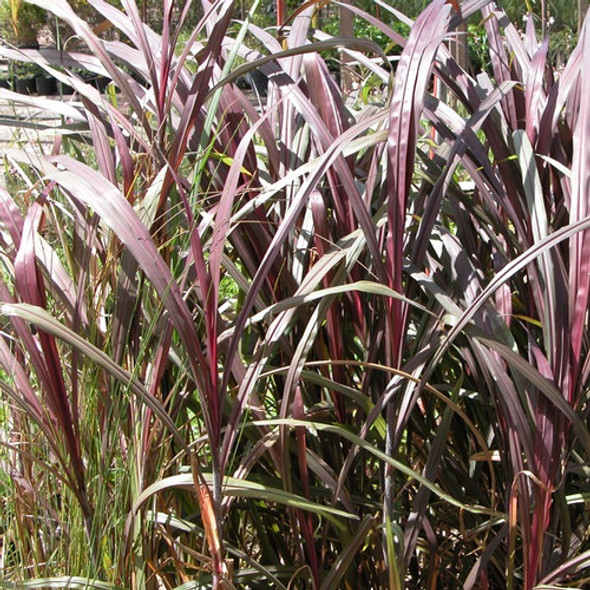Caña Roja - Sacharum Rubrum 2 Plantas 0 Caña Roja - Sacharum Rubrum 2 Plantas 0
