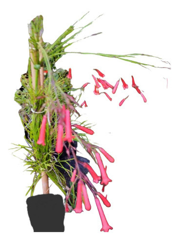 Planta Ruselia Coral De Lluvia Floral 0
