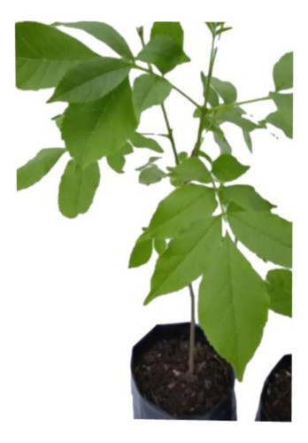 Arbol Timbo O Fresno - Nuevitos ..exelentes.. No Hago Envios 0