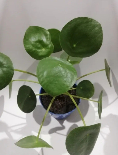 Planta Pilea Peperomioide 1
