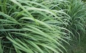 Extrato Fluido  De Capim Limão Embalagem  Com  100 Ml 1