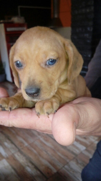 Salchichas Miniaturas Excelentes. 1