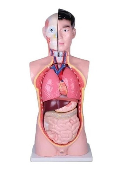 Torso Humano Educativo Tamaño Real Organos Desmontables 0