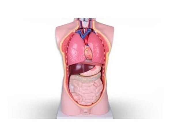 Torso Humano Educativo Tamaño Real Organos Desmontables 1