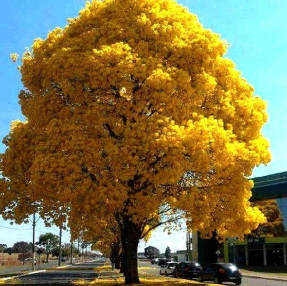 Plantas De Lapacho Amarillo (handroanthus Pulcherrimus) 1 Plantas De Lapacho Amarillo (handroanthus Pulcherrimus) 1