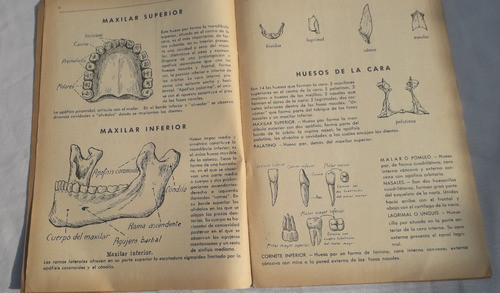 Album Figurita Antiguo * Anatomia Humana Cuida Organos Ritmo 1