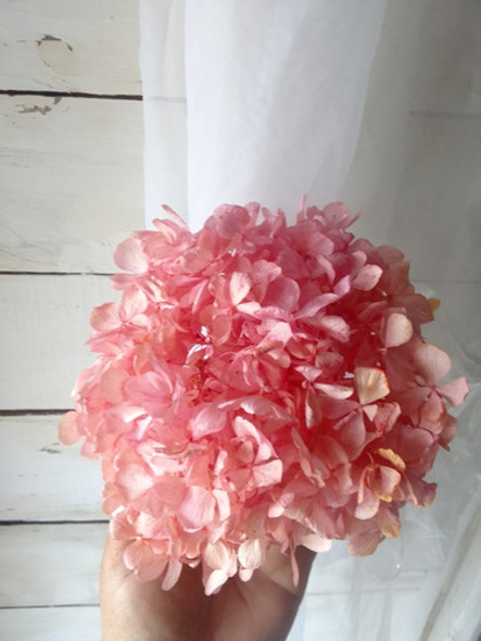 Hortensia Seca Y Teñida 0