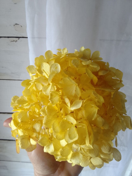 Hortensia Seca Y Teñida 1