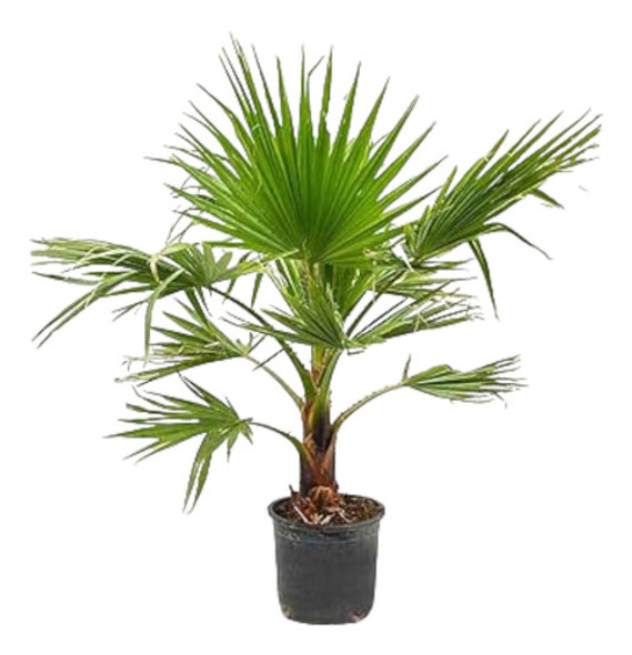 Palmera Washingtonia Envío Gratis 0 Palmera Washingtonia Envío Gratis 0