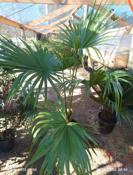Palmera Washingtonia Envío Gratis 1 Palmera Washingtonia Envío Gratis 1