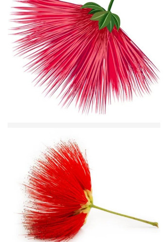 Zucará Rojo - Calliandra Tweedii 0