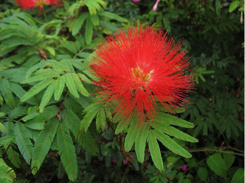 Zucará Rojo - Calliandra Tweedii 1