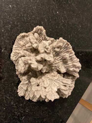 Coral Marino 0