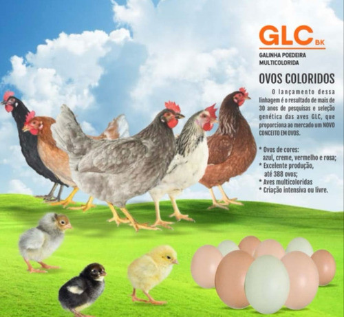Galos Com 5 Meses De Idade, De Alta Linhagem, Raça Glc 0