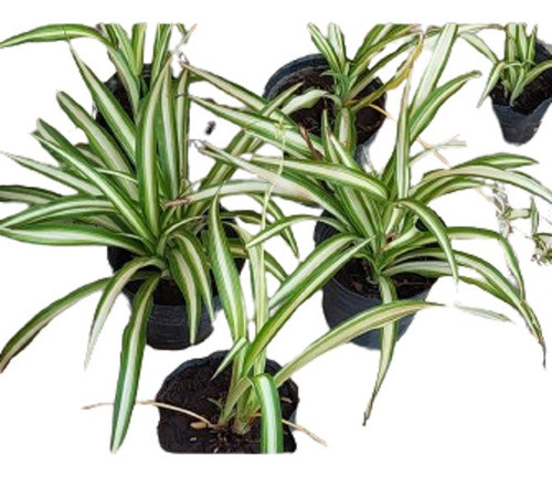 Planta Lazo De Amor (chlorophytum Comosum) Zona Flores 0