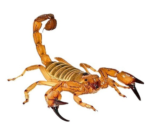 Repelente  Ultrasonico Alacranes Master 1200 Uso Industrial 0