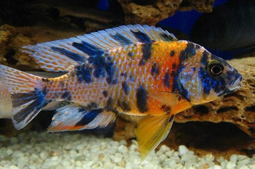 Pez Africano Aulonocara Ob (agua Templada) 0