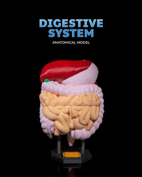 Sist. Digestivo Humano 1